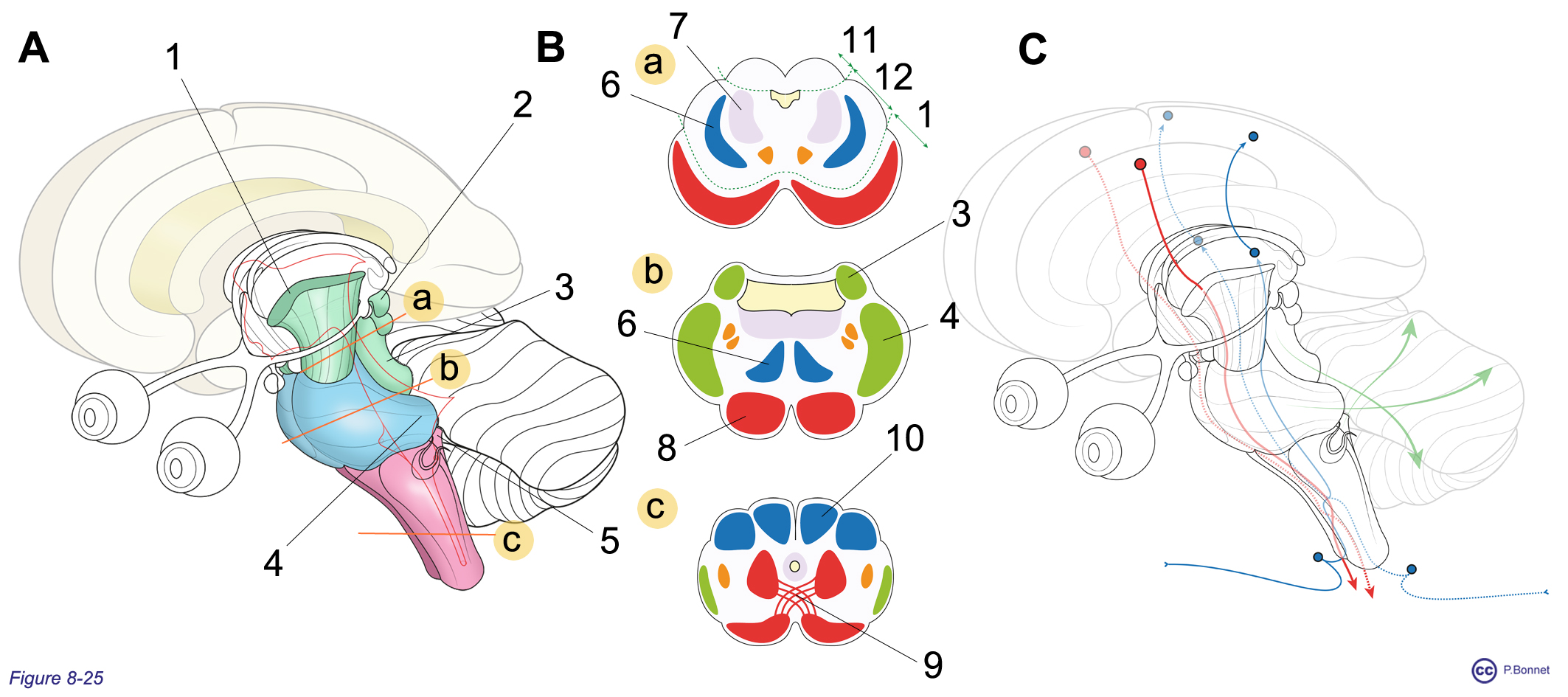 section 3 le système nerveux central Anatomie humaine — free download