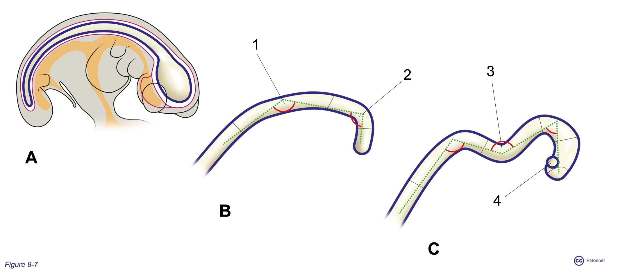 section 2 origine du système nerveux Anatomie humaine