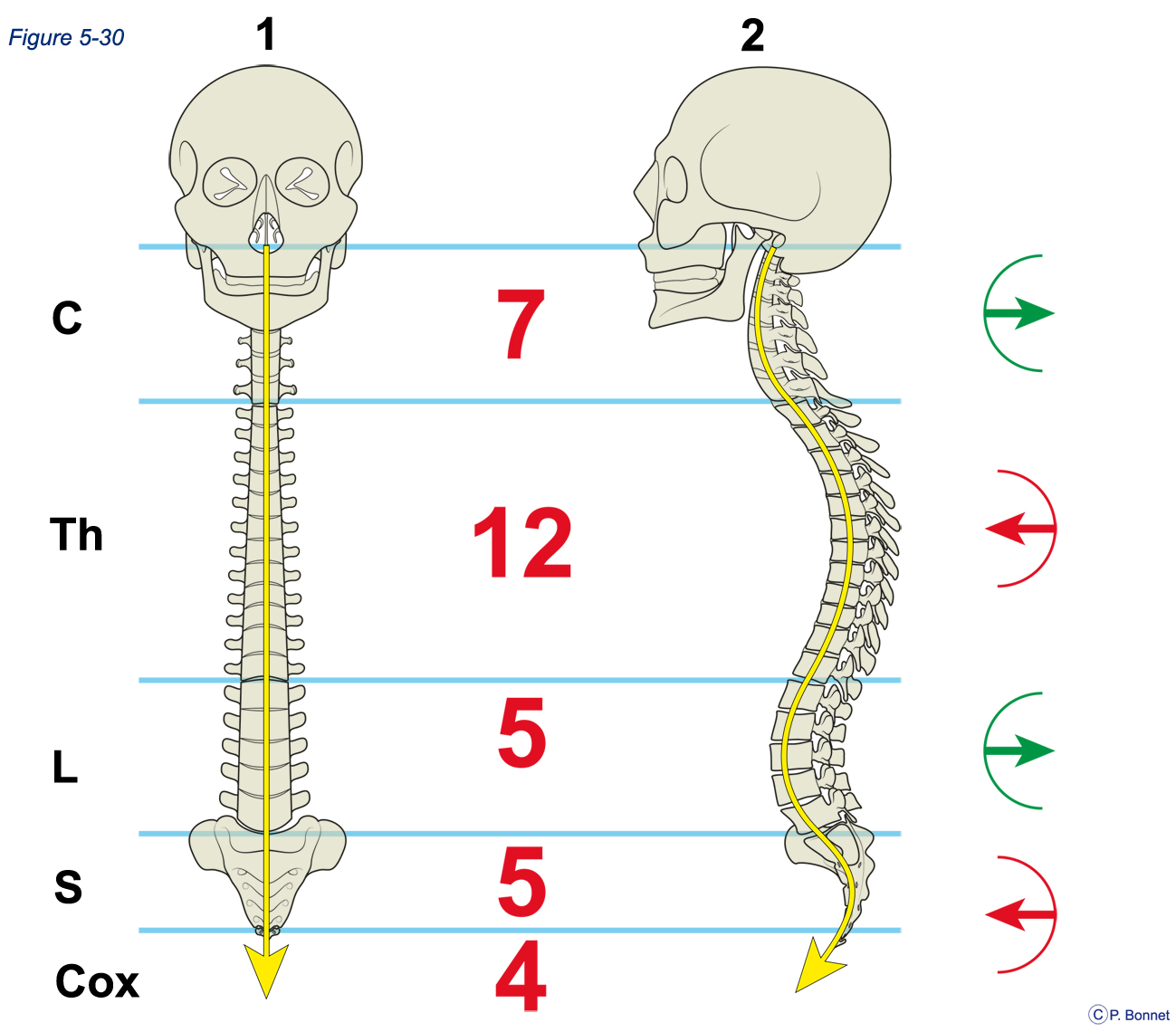 Anatomie du squelette humain, constitué de 206 os constants