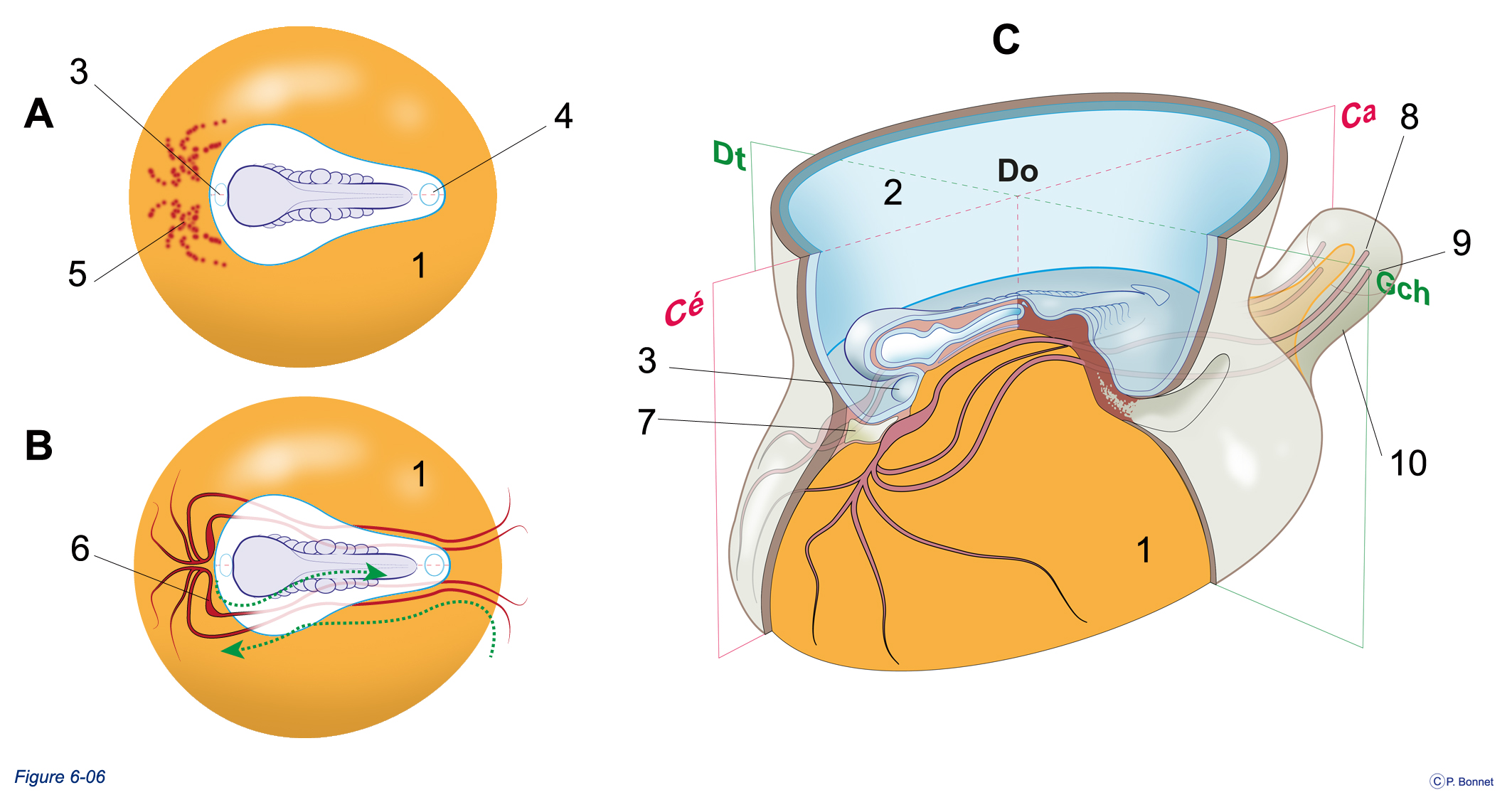 section 1 la pompe cardiaque Anatomie humaine